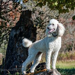 Poodle All Grown Up from Starfleet Poodles