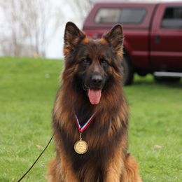 Stoick - German Shepherd