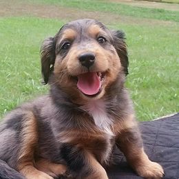 Cavapoo and Aussiedoodle Puppies from Blue Diamond Puppies