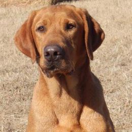 Labrador Retriever adult dog