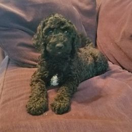 Poodle Puppies from Bouquet of Poodles