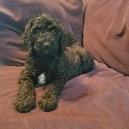 Poodle Puppies from Bouquet of Poodles