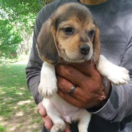 Beagle and Soft Coated Wheaten Terrier Puppies from Blueprint Beagles