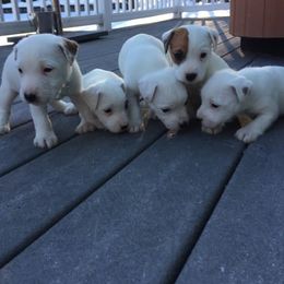 Jack Russell Terrier Puppies from Diamond Gates Jack Russel Terriers
