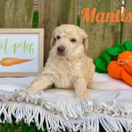 Poodle Puppies from Cosmic Caliber Standard Poodles