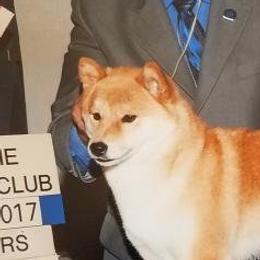 Shiba Inu adult dog
