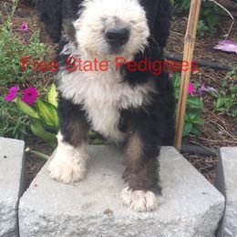 Sheepadoodle and Bernedoodle Puppies from Free State Pedigrees