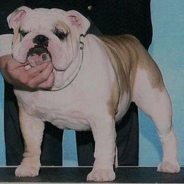Bulldog All Grown Up from Scott's Bulldogs