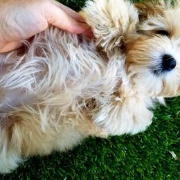 California Havanese breeder of Havanese, Bichon Frise