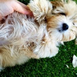 California Havanese breeder of Havanese, Bichon Frise