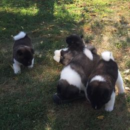 Akita Puppies from Chelsea's Akitas