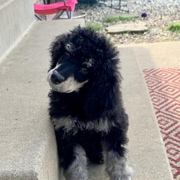 Poodle Puppies from Cosmic Caliber Standard Poodles
