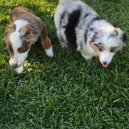Miniature American Shepherd Puppies from Clearwater Miniature American Shepherd