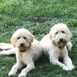 Goldendoodle All Grown Up from Ouachita Gold Diggers