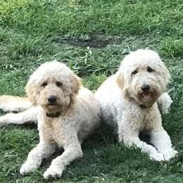 Goldendoodle All Grown Up from Ouachita Gold Diggers