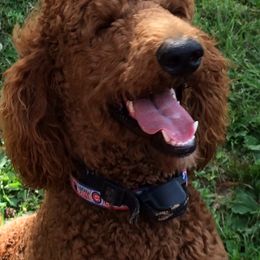 Rizzo - Poodle