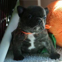 Cardigan Welsh Corgi and French Bulldog Puppies from Rippling Water Frenchies