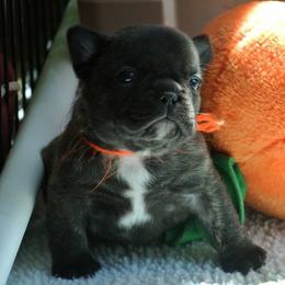 Cardigan Welsh Corgi and French Bulldog Puppies from Rippling Water Frenchies