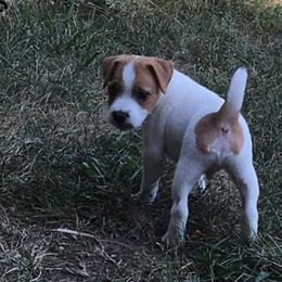 Jack Russell Terrier Puppies from Rock Chalk Terriers