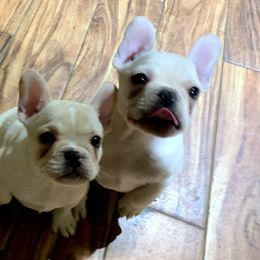 Bulldog and French Bulldog Puppies from Benedict Family Frenchies