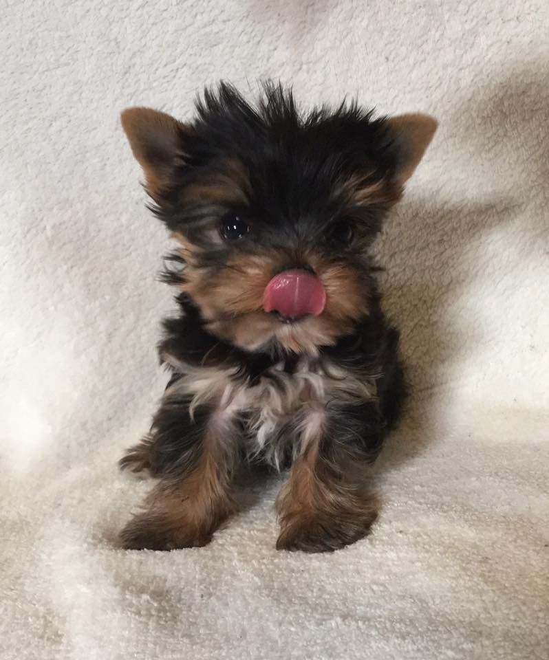 Yorkie clearance puppies alaska