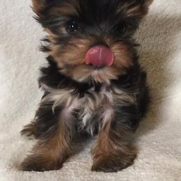 Yorkshire Terrier Puppies from Alaska’s Baby Yorkies