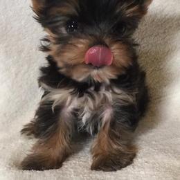 Yorkshire Terrier Puppies from Alaska’s Baby Yorkies
