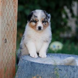 Out West Aussies breeder of Australian Shepherd