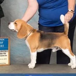 Tigger - Beagle