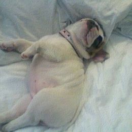 French Bulldog Puppies from Pettybulls