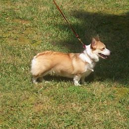 Pembroke Welsh Corgi All Grown Up from Dell-Mar Corgis