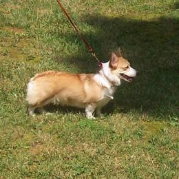 Pembroke Welsh Corgi All Grown Up from Dell-Mar Corgis