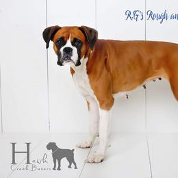 Boxer All Grown Up from Hawk Creek Boxers