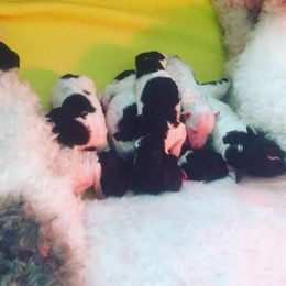 Poodle Puppies from Crystal Creek Standard Poodles