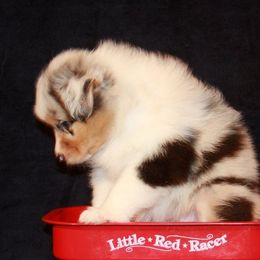 Australian Shepherd Puppies from Rockhill Australian Shepherds