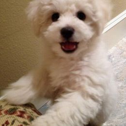  Puppies from Patchwork