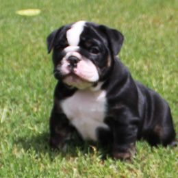 English Bulldog Puppies from Buffalo Bulldogs