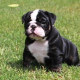 English Bulldog Puppies from Buffalo Bulldogs
