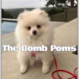 Pomeranian Puppies from The Bomb Poms