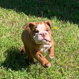 English Bulldog Puppies from TxBully Brigade