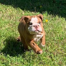 English Bulldog Puppies from TxBully Brigade