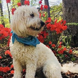 Lucy - Goldendoodle