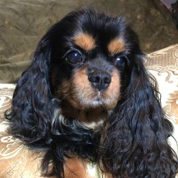 Gershwin - Cavalier King Charles Spaniel