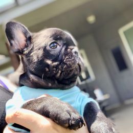 French Bulldog Puppies from Bouledogue Royal