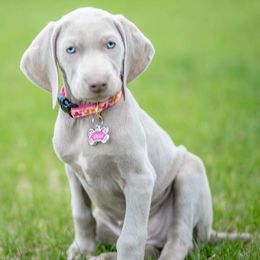 Weimaraner Puppies from Boonieland Kennels