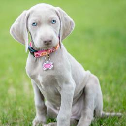 Weimaraner Puppies from Boonieland Kennels