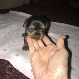 Yorkshire Terrier Puppies from Debra’s YORKIES