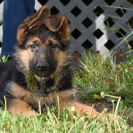 German Shepherd Puppies from Vom Dortmunder German Shepherds