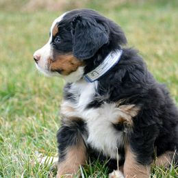 Bernese Mountain Dog Puppies from Zarah's Bernese Mountain Dogs