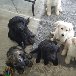 Bear Lake Bearded Retrievers breeder of Goldendoodle